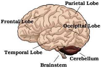 Brain Anatomy