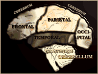 Brain Structure Diagram