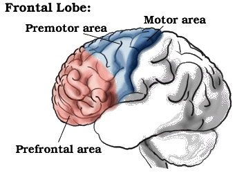 Frontal Lobe Pictures